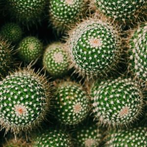 Meet your Posher, Meghan